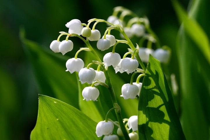 poisonous flowers lily of the valley