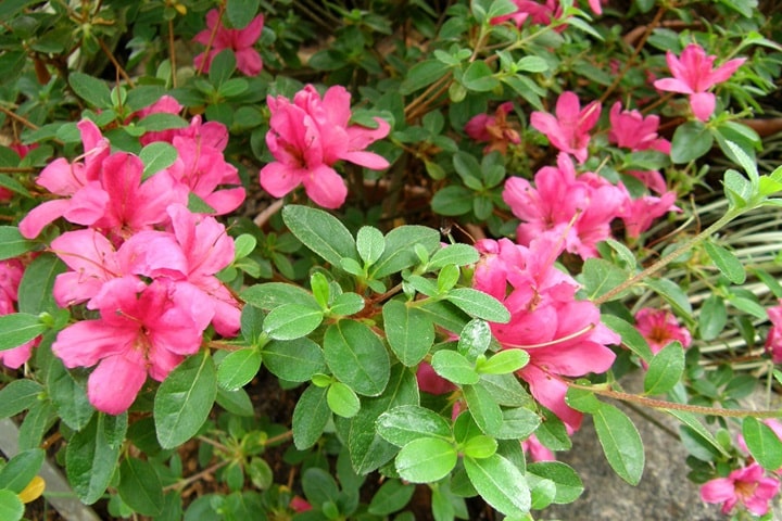 rhododendron poisonous flowers