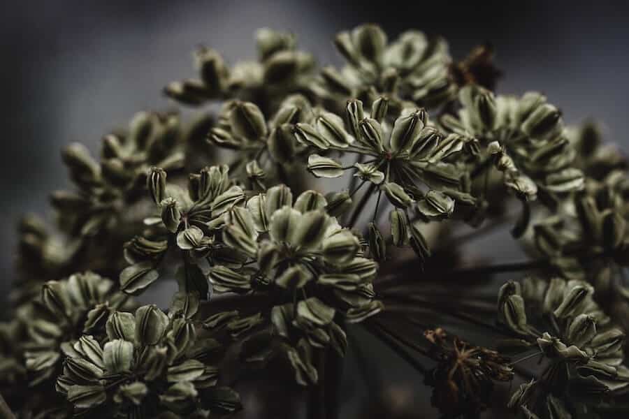 angelica with white garden plants