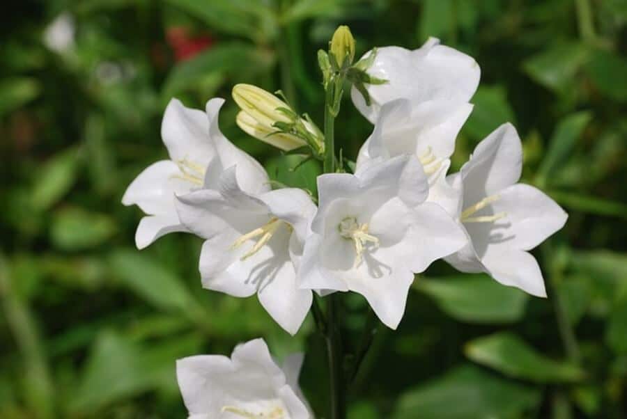 campanula with white garden plants