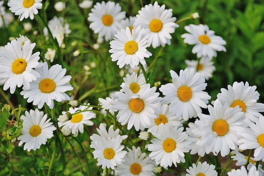 white garden daisies
