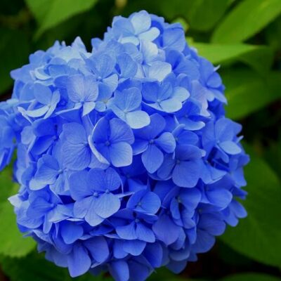 purple hydrangeas