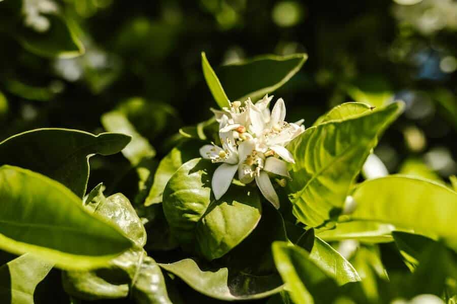jasmine with white flowers