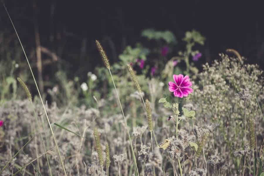 malva moschata