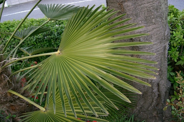trachycarpus fortunei spiky plants