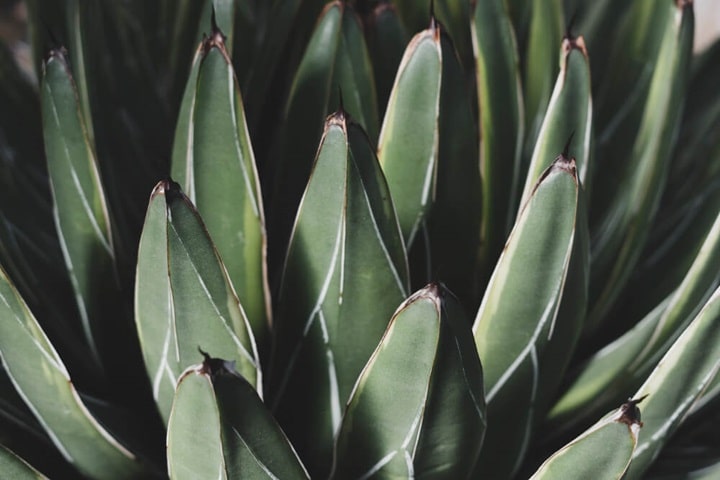 agave americana spiky plants