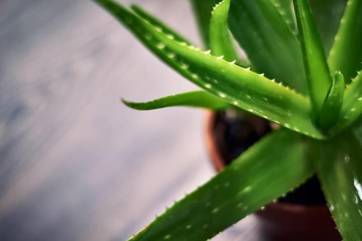 aloe vera spiky plants
