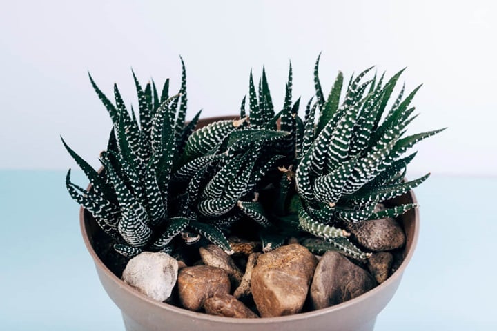 spiky plants haworthia