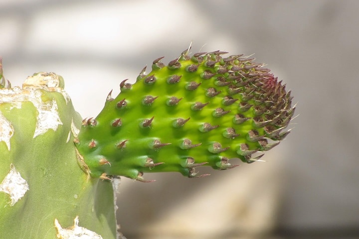 opunthia spiky plants