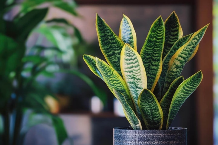 snake plant spiky plants