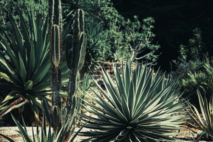 yucca spiky plants