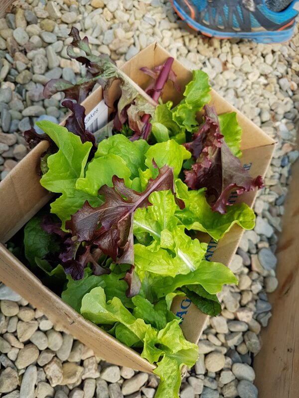 fresh salad leaves