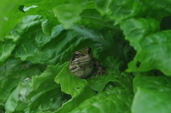 frog in leaves