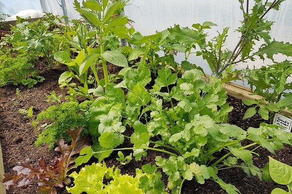 example plants for what to grow in a polytunnel