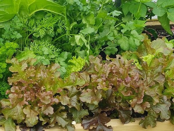 salad leaves
