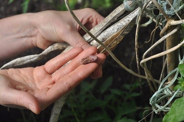 gardener holding a seed