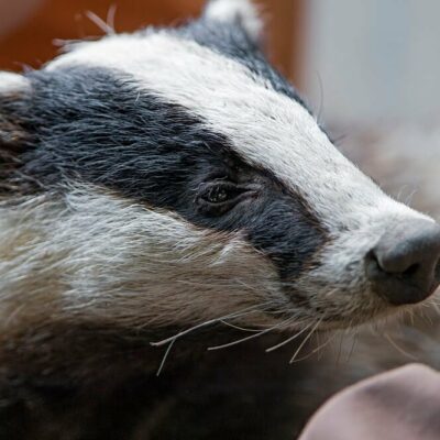 badger