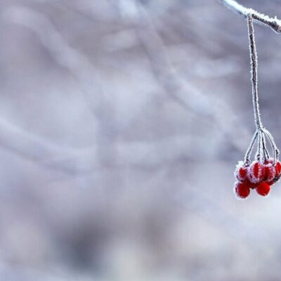 frosty cold branch