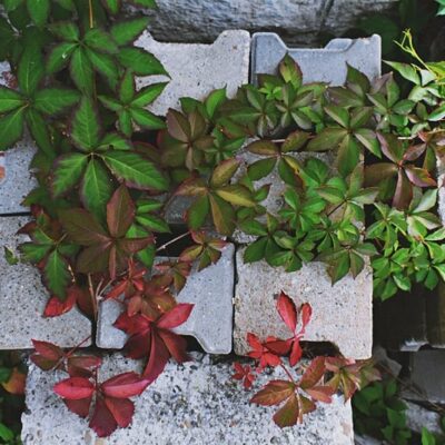 ivy