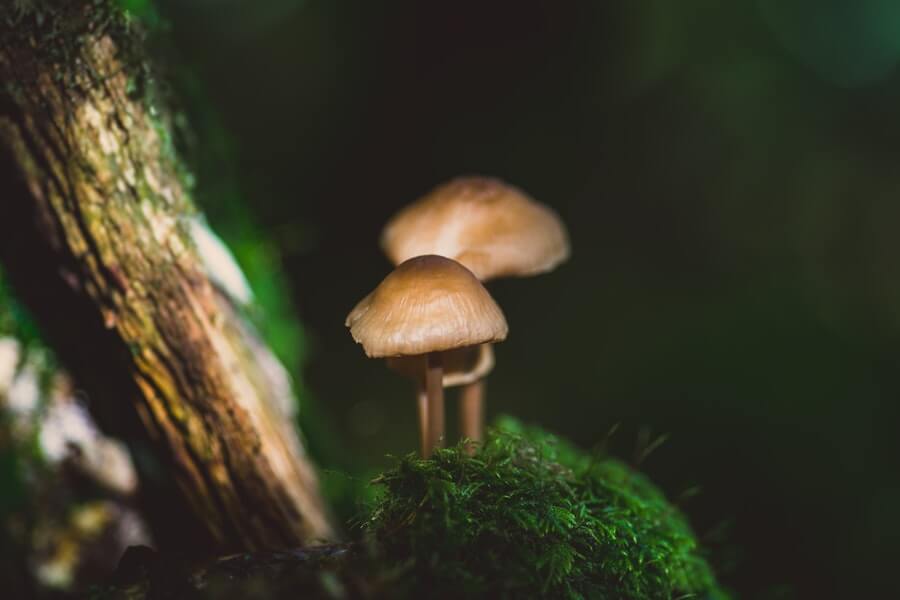 Mycorrhizal Fungi