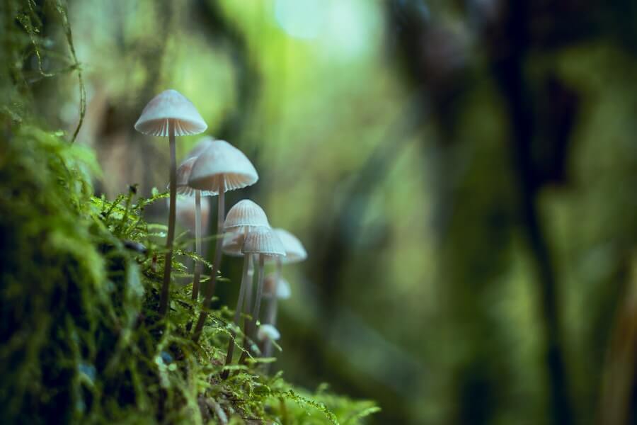 Mycorrhizal Fungi in a forest