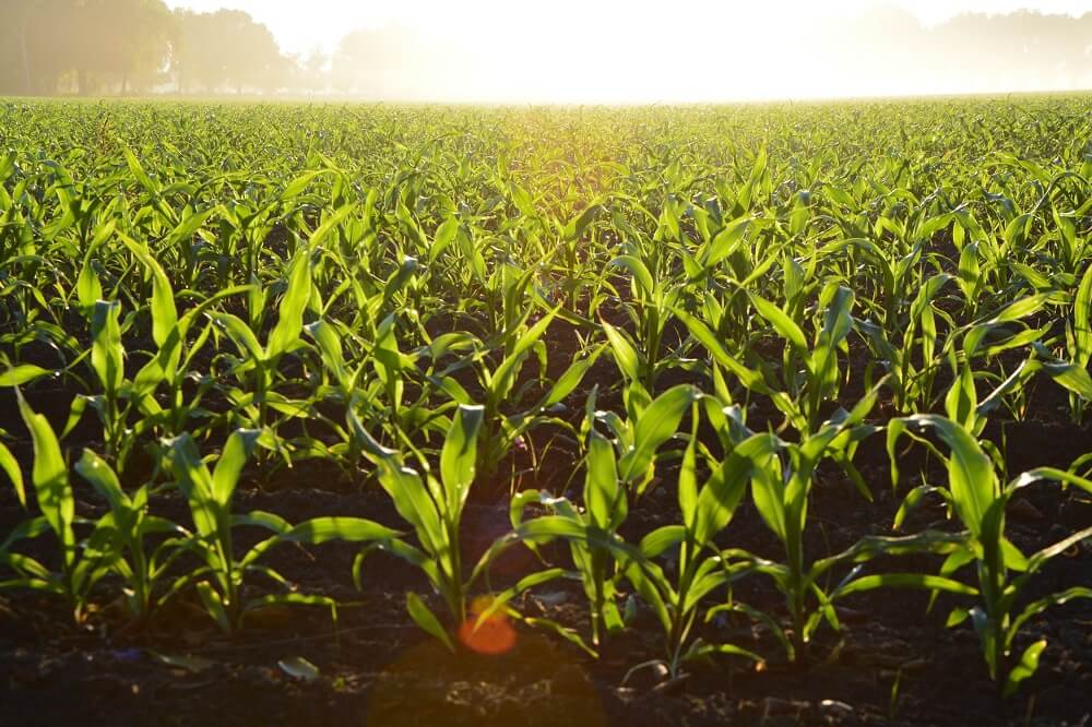field with crops