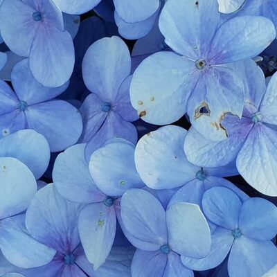 Frost damaged hydrangea