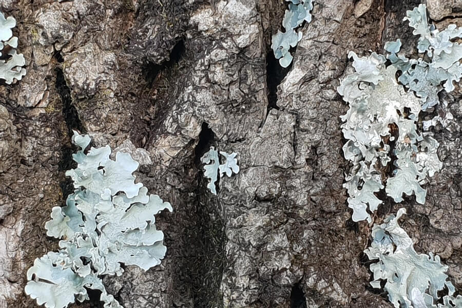 Mycorrhizal Fungi growing on a tree