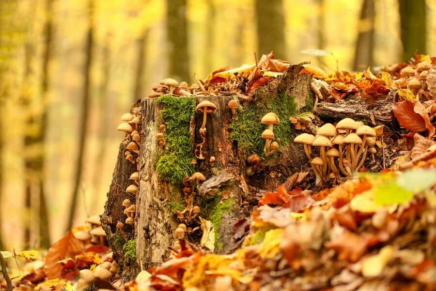 Mycorrhizal Fungi