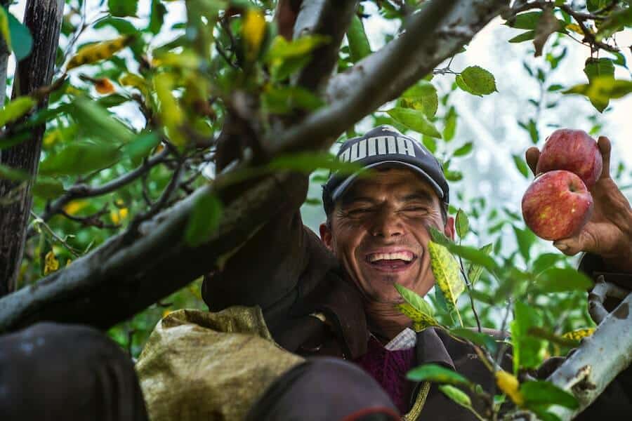 a smiling person picking fruit grown through sustainable food production