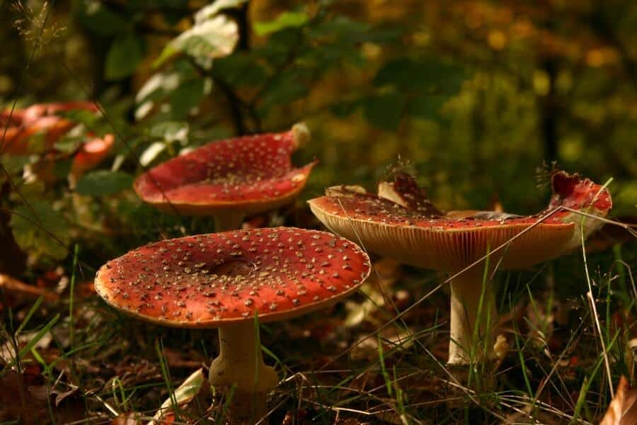 large Mycorrhizal Fungi