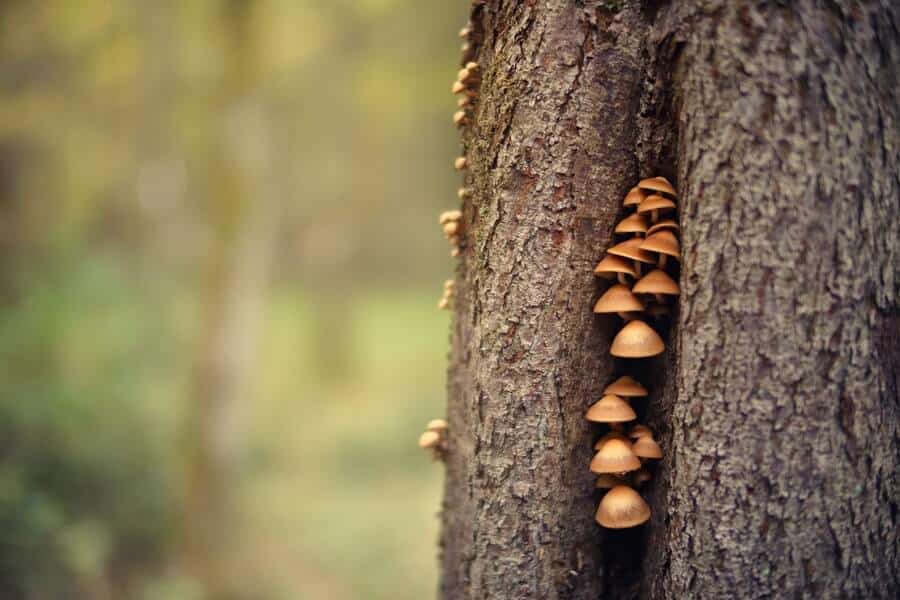 Mycorrhizal Fungi growing on a tree