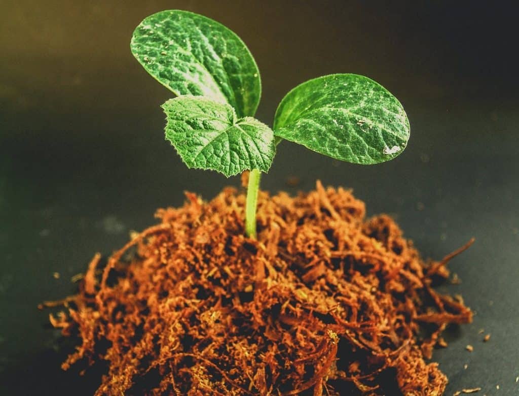 mycorrhizal funghi in plant roots