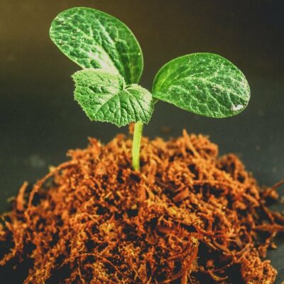mycorrhizal funghi in plant roots