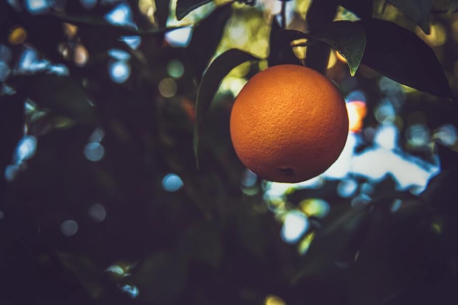 orange grown on a tree through sustainable food production methods