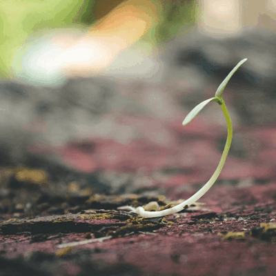 A germinated seed