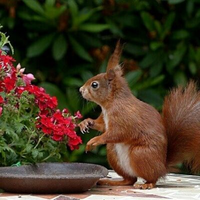 squirrel in a garden