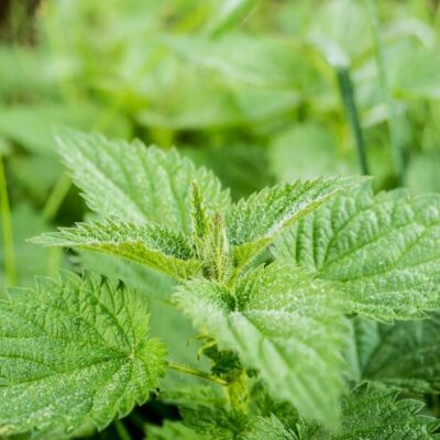 Patch of Nettles
