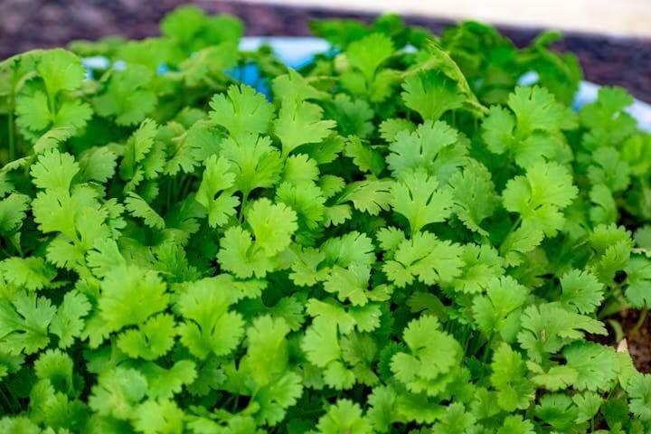 bolting coriander