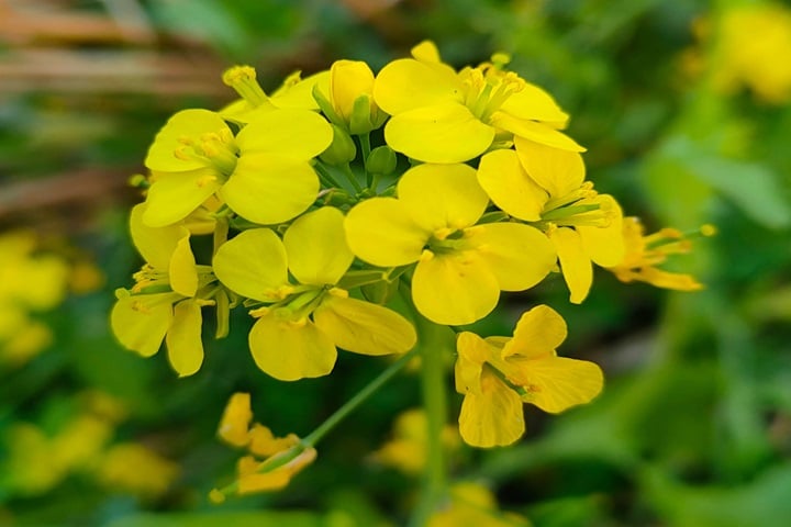 mustard bolting
