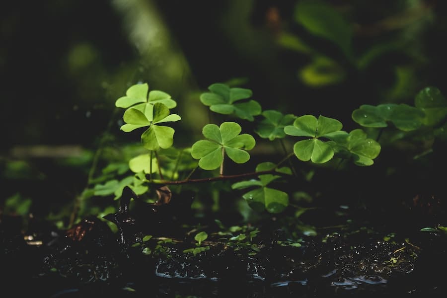 nitrogen fixing clovers