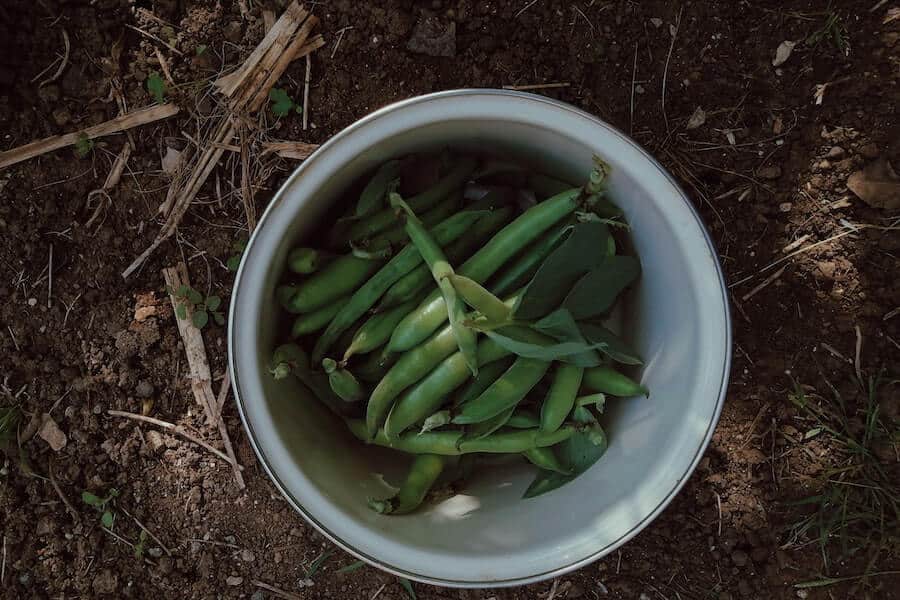 freshly harvested peas