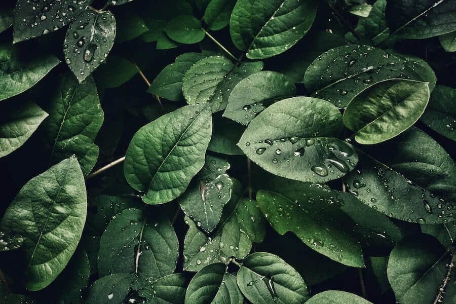 leaves of nitrogen fixing plant leaves