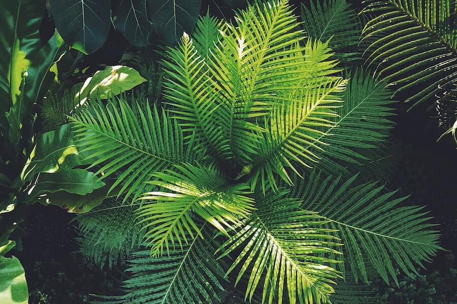 nitrogen fixing plant