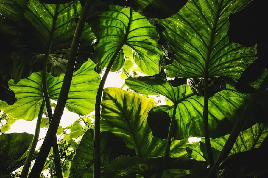 large nitrogen fixing plants