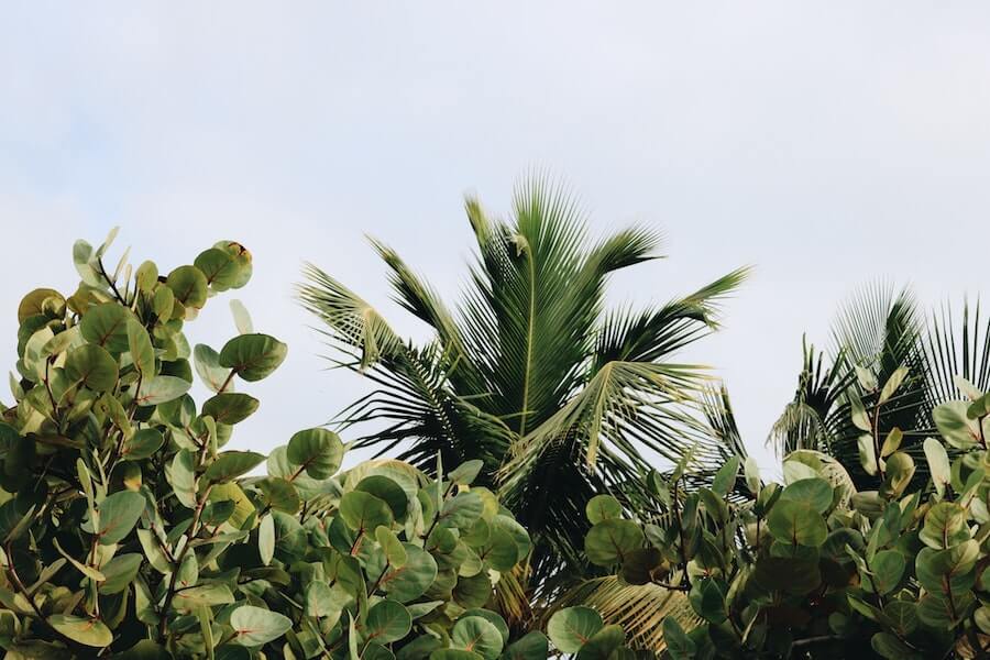 nitrogen fixing plants and trees