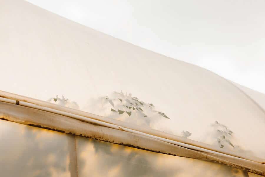 polytunnel exterior