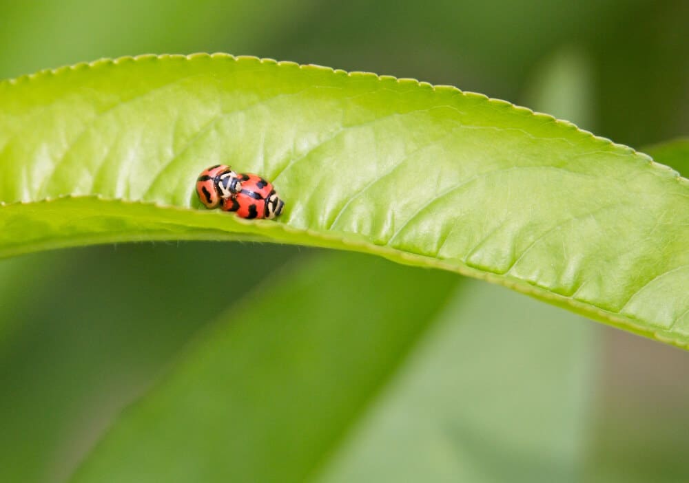how to attract ladybirds life cycle