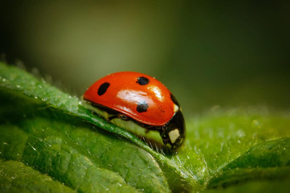 how to attract ladybirds what are they