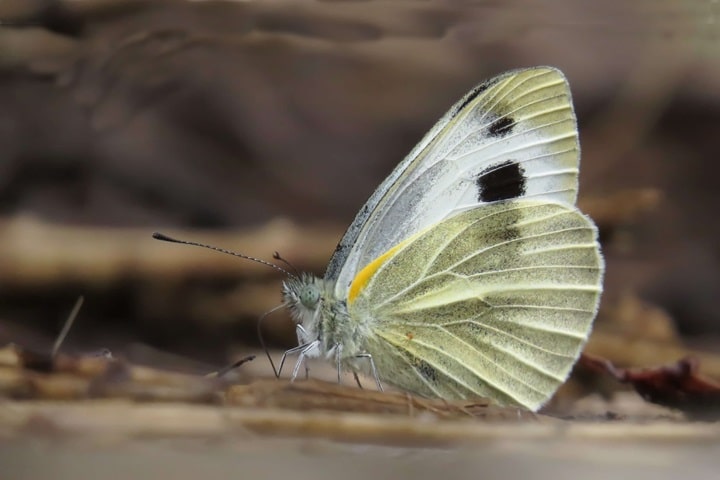 how to deal with cabbage white butterflies